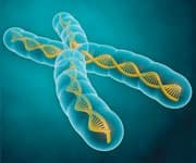 Chromosome