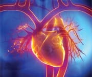 Pulmonary trunk, vein, aorta in heart