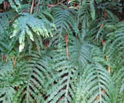 Plant Extracts Guard Against UV-Induced Skin Damage 