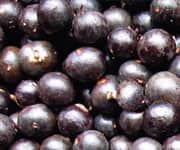 Açaí