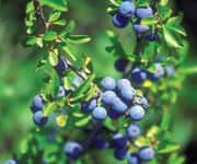Bilberry