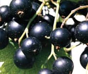 Blackcurrant