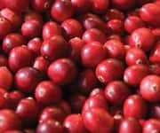 Cranberry