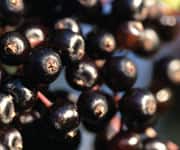 Elderberry