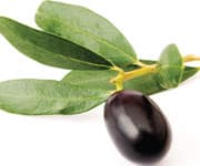 Olive Leaf Polyphenols Improve Insulin Sensitivity in Middle-Aged Overweight Men