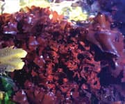 Seaweed and Your Skin