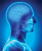 Human brain x-ray view with skull and spine