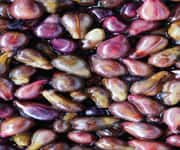 Close-up of grapes seeds, medicine ingredient