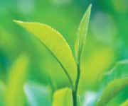 Close-up of grapes seeds, medicine ingredient