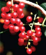 Plant Extract Provides Balanced Immune Function