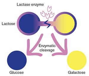 FIGURE 1: Breakdown of Lactose by Lactase Enzyme 