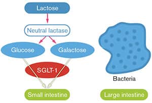 FIGURE 2: Normal Absorption of Glucose and Galactose 