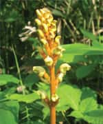 Reduce the Number and Duration of Migraine Attacks