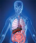 How Intestinal Imbalance Affects the Entire Body
