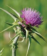 The Key to Unlocking Milk Thistle’s Benefits