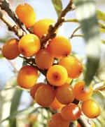 Guard Against Metabolic Disturbances With Omega-7