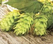 Phytoestrogens Battle Menopausal Symptoms And Reduce Breast Cancer Risk