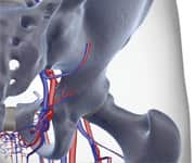 Higher Vitamin E Levels Associated With Reduced Hip Fracture Risk