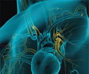 Higher Vitamin D Levels Linked With Lower Risk Of Premature Mortality