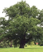 Treating Chronic Fatigue With Oak Wood Extract