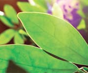 Potent Cancer Inhibitor