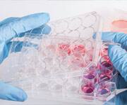 Chlorophyllin’s Anticancer Powers