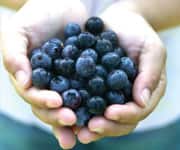 Blueberries Could Help Protect Against Metabolic Syndrome Effects