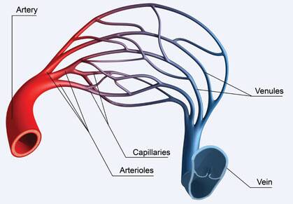Our 'Tiny' Capillaries