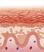 Skin Protection From The Inside Out