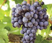 Grape Seed Protects Against Damaging Effects Of Chemo While Boosting Its Effectiveness