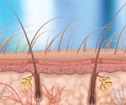 Dermal Stem Cells Stimulate Hair Growth