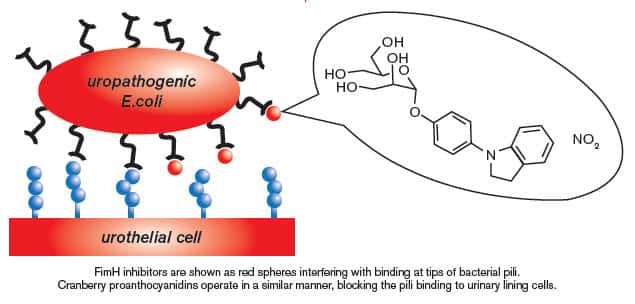uropathogenic E.coli