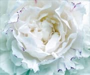 Regulate Immune Balance With Peony Extract