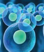 Lipoic Acid Fights Mitochondrial Dysfunction