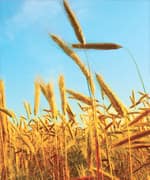 Rejuvenate Skin From The Inside Out