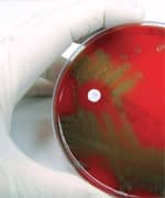 The Skin’s Structure