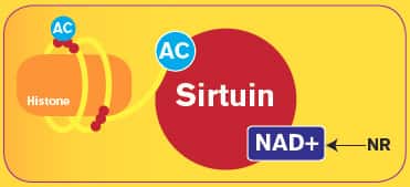 How NAD+ Drives Longevity-Promoting SIRT Enzymes