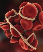 Vitamin K Promotes Longevity