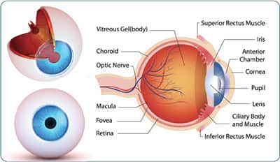 Xanthophylls Help Prevent Macular Degeneration