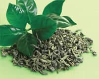 Green Tea May Protect Men At High Risk Of Prostate Cancer