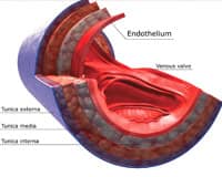 Enhancing Endothelial Function
