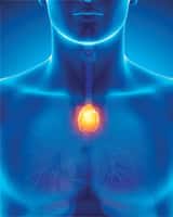 The Thymus Gland And Immunity