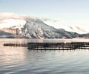 Ensuring Wild Fish Sustainability