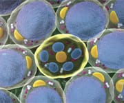 Slow Aging With AMPK