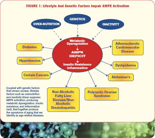Lifestyle And Genetic Factors Impair AMPK Activation