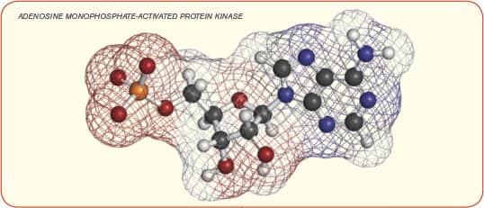 ADENOSINE MONOPHOSPHATE-ACTIVATED PROTEIN KINASE