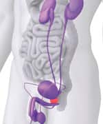 Preferentially Targets Prostate Cancer Cells