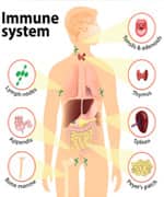 Vitamin C Supports The Immune System