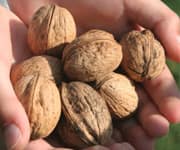 A Remarkable Radical-Scavenging Effect