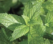 Lemon Balm Extract